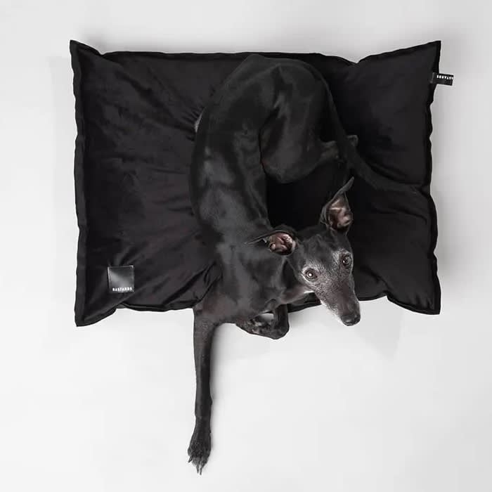 a dog on a Bastards Dogwear bed