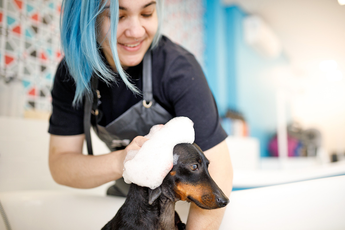 a groomer gives a dog a bath