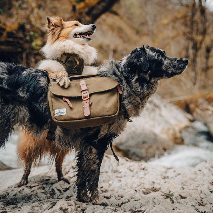 Two dogs on a hike wearing Wolf Republic backpacks and harnesses. 