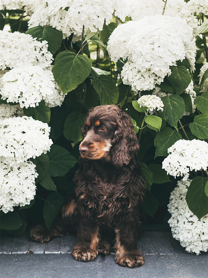 Dog ate cheap hydrangea stem