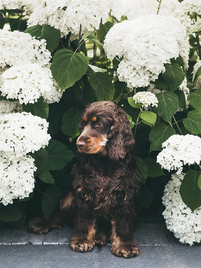 Cute Cocker Spaniel Puppy Sitting Between White Hydrangea Flowers.