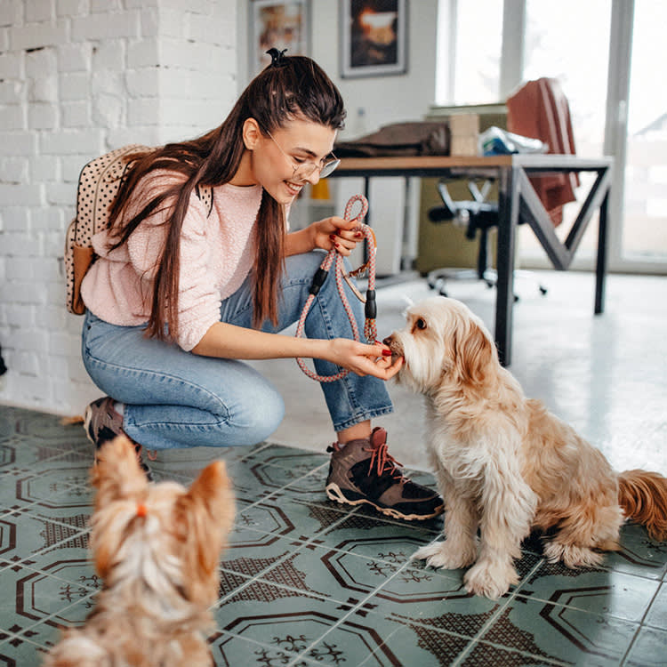 Woman getting her puppy ready for a walk at home.