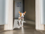 Jack Russell Terrier Puppy zooming around with a toy at home. 