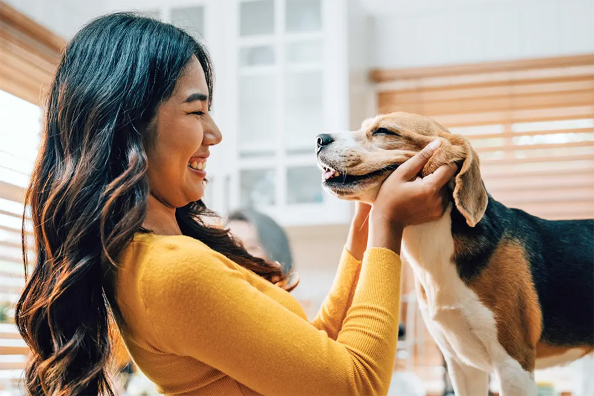 Dog looking at person