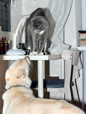 Scared cat hiding from dog on a desk.
