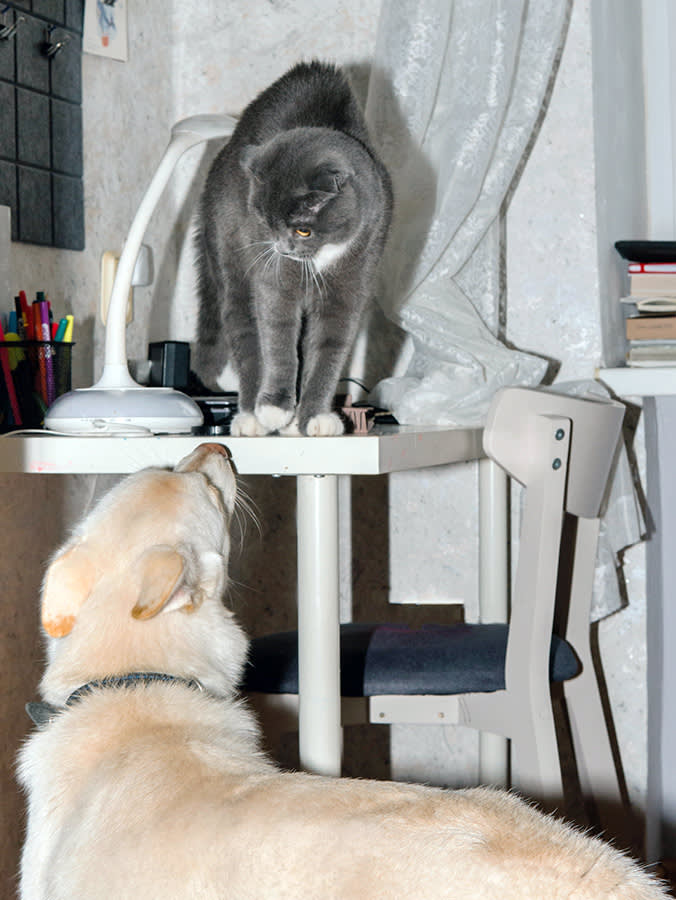Scared cat hiding from dog on a desk.