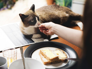Woman feeding her cat buttered toast for breakfast.