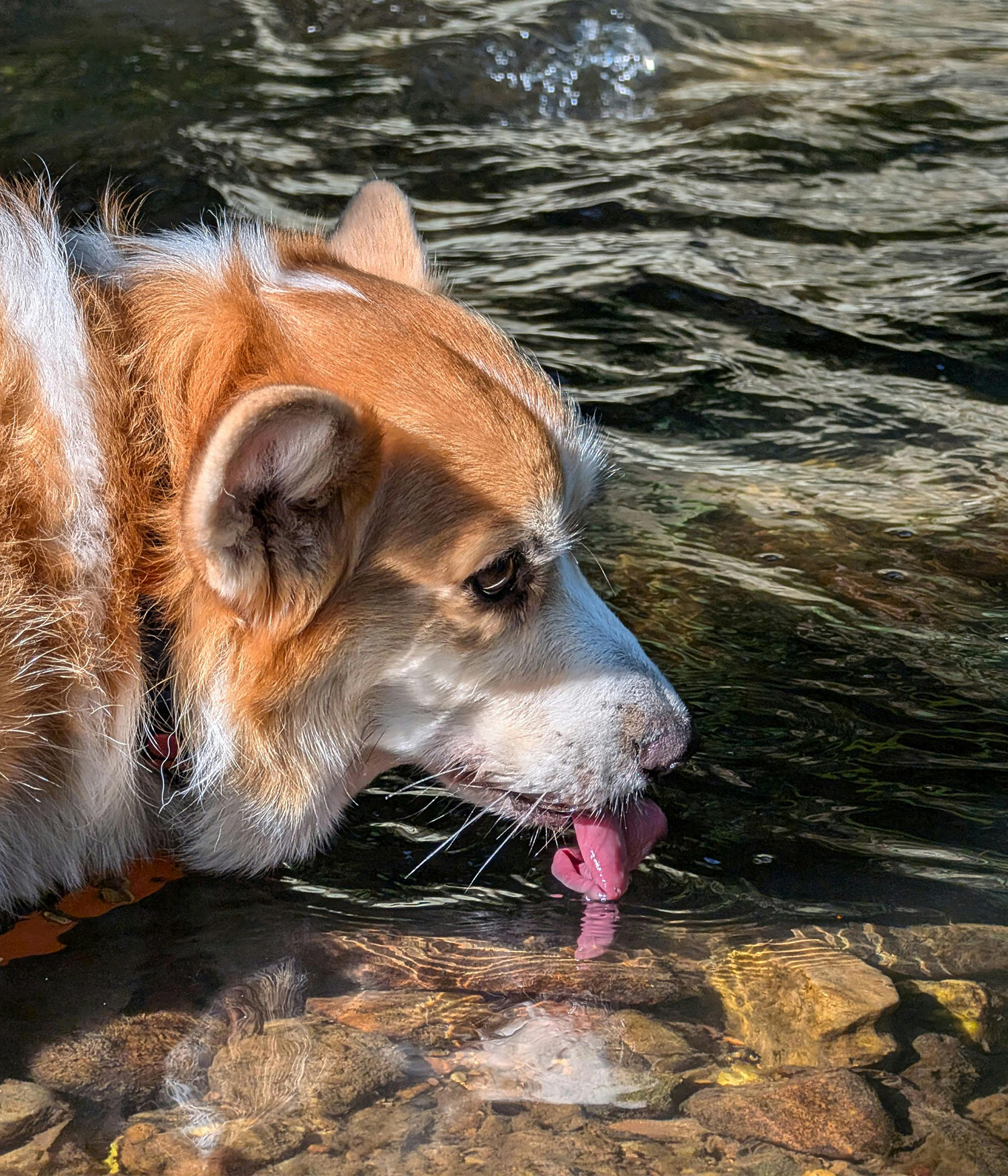 a corgi drinks out of an outdoor pool