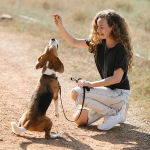Female dog trainer raising a treat above a beagle dog's head