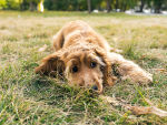 A sad looking golden doodle dog laying on the grass outside