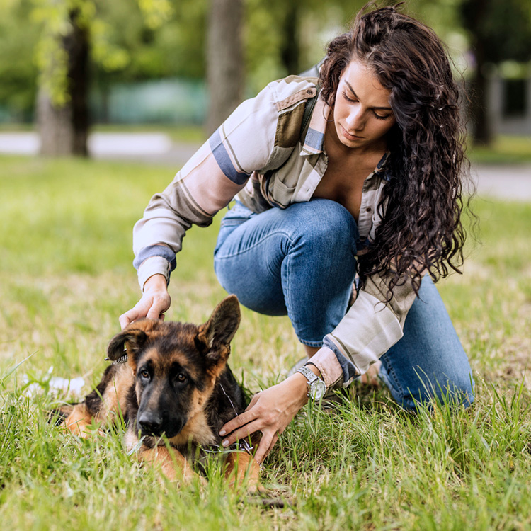 Home remedies for melena in outlet dogs