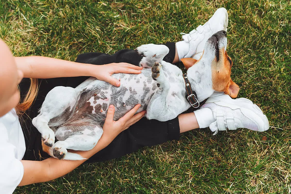 person petting a dog