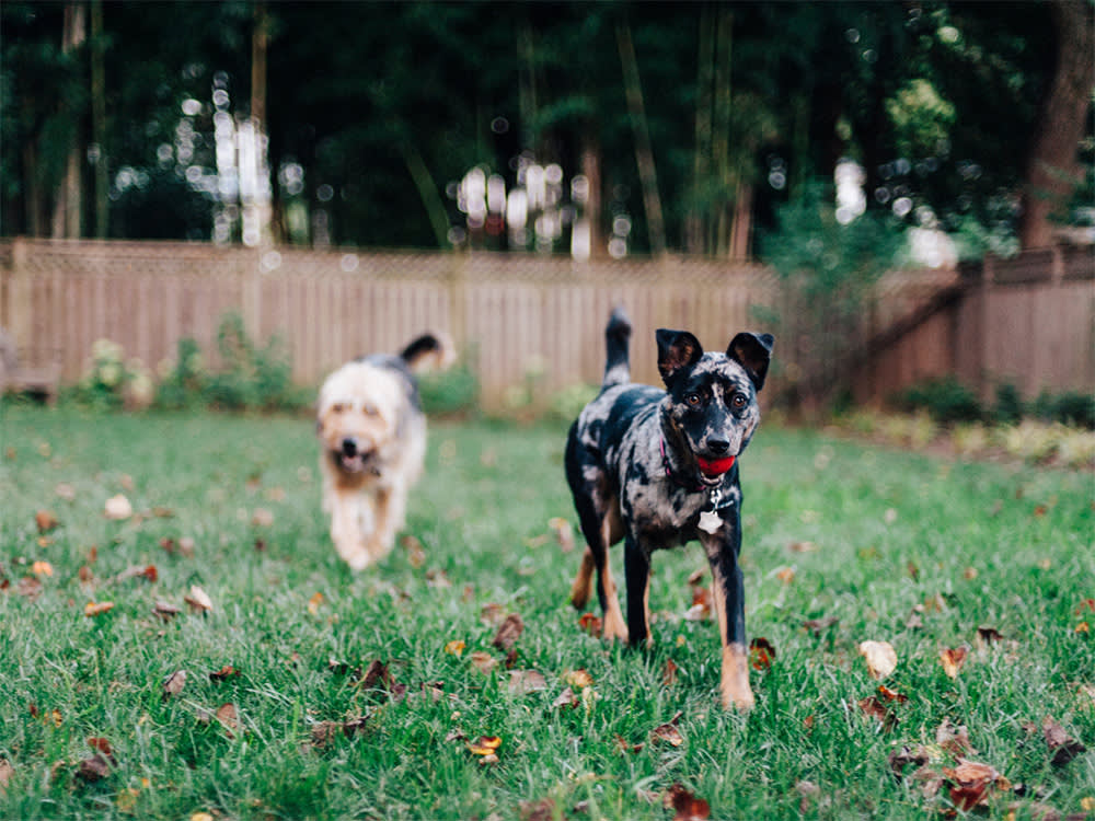 Cute Mixed Breed Dog Playing With Toys In The Backyard.