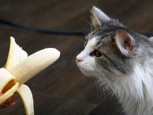 A cat staring at a peeled banana