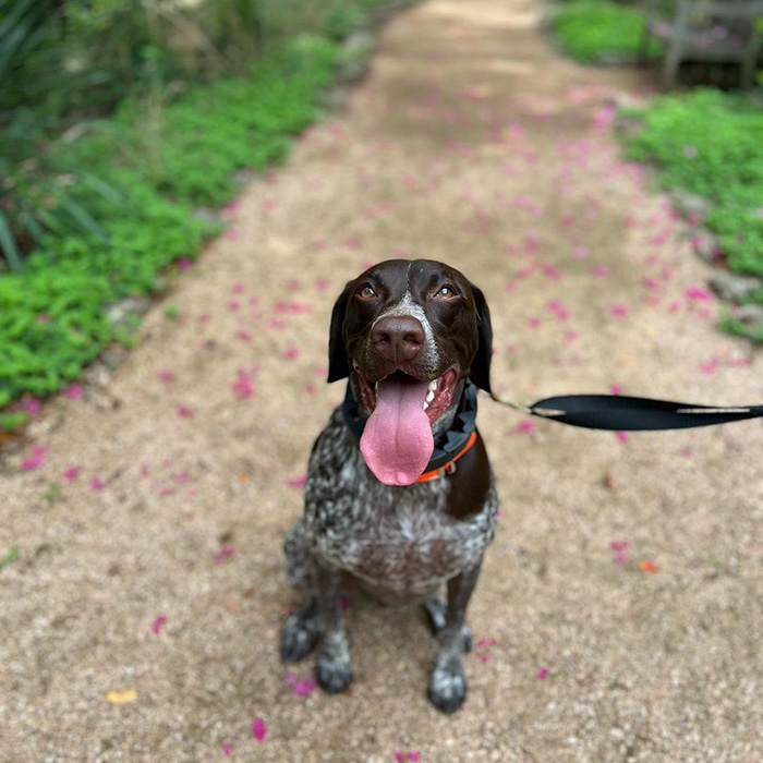 dog sitting on train surrounded by grass