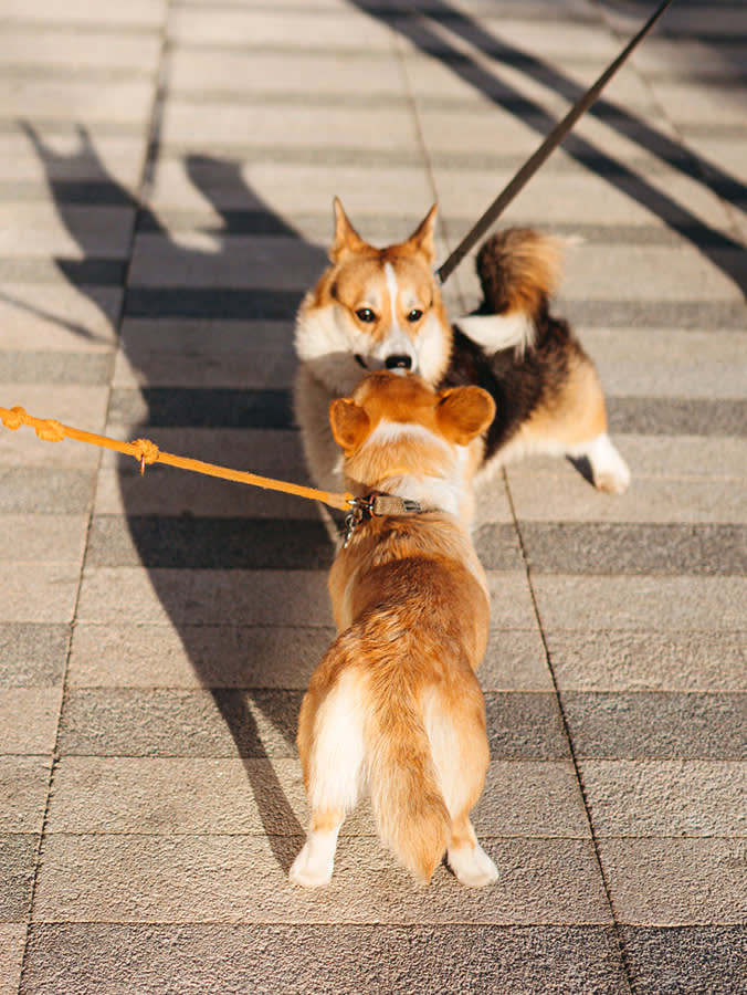 two dogs meeting on leashes