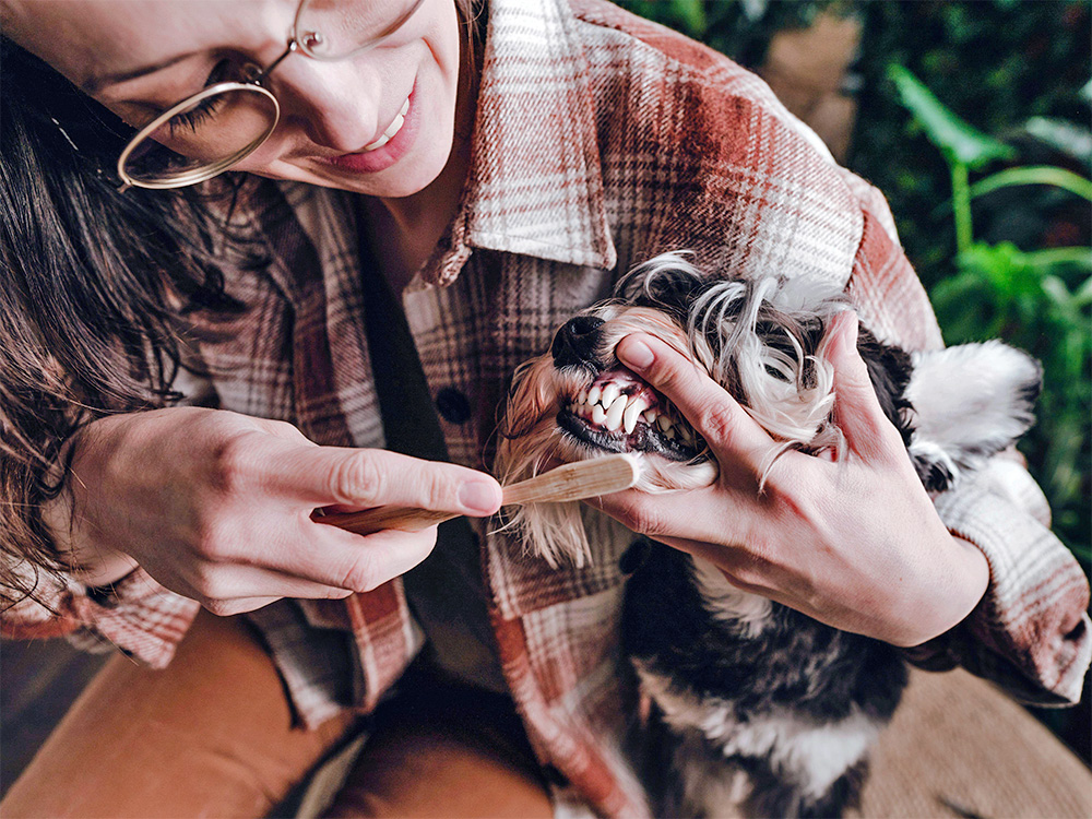 Woman cleaning her dog's teeth.