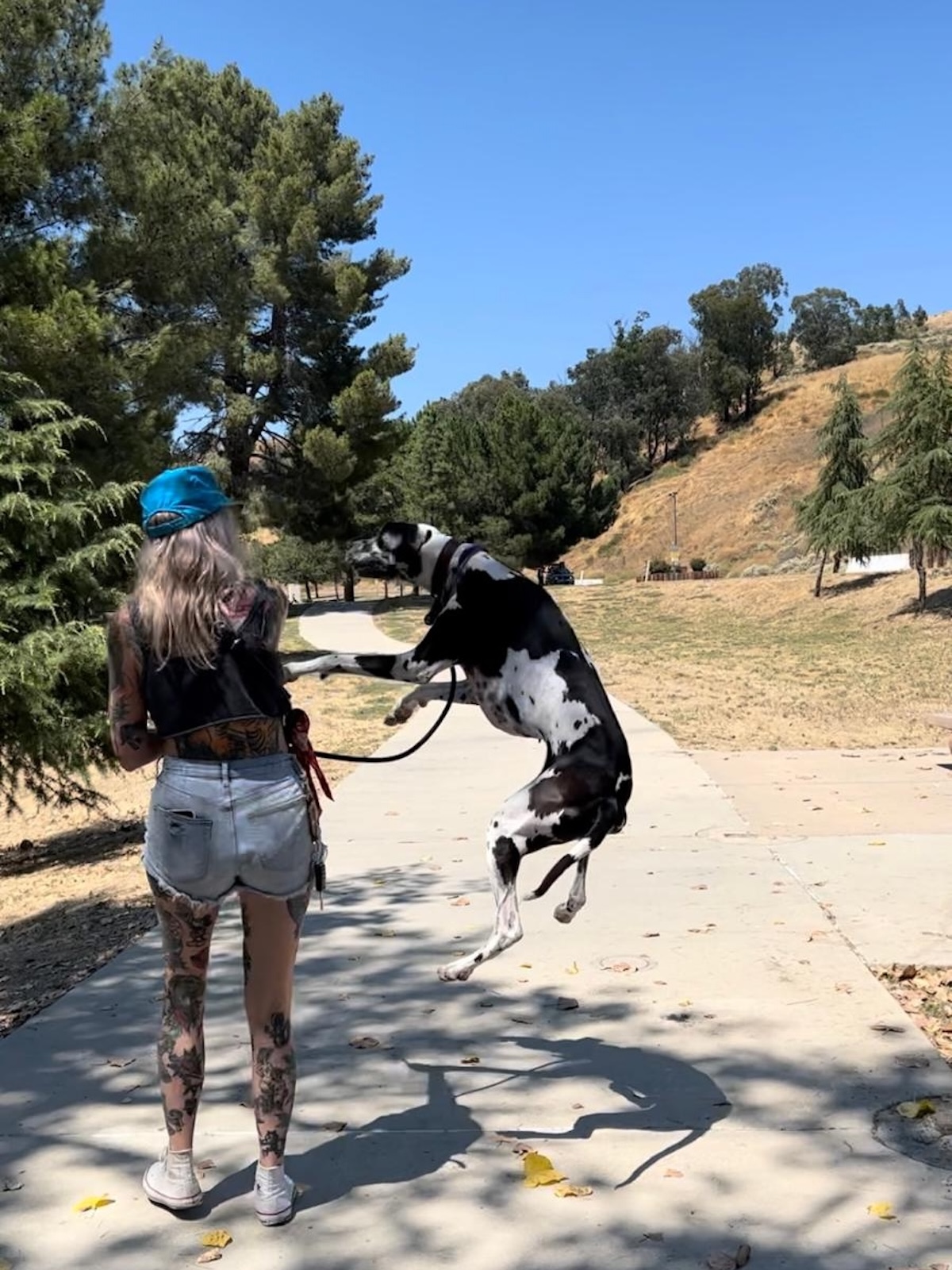 the back view of a blonde girl wearing jean shorts and a great dane leaping goofily into the air