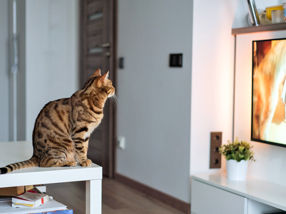 Tortoiseshell cat watching a television