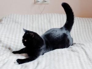 10 Ways Black Cats Bring Good Luck Around the World - Catster