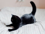 black cat doing zoomies on a bed