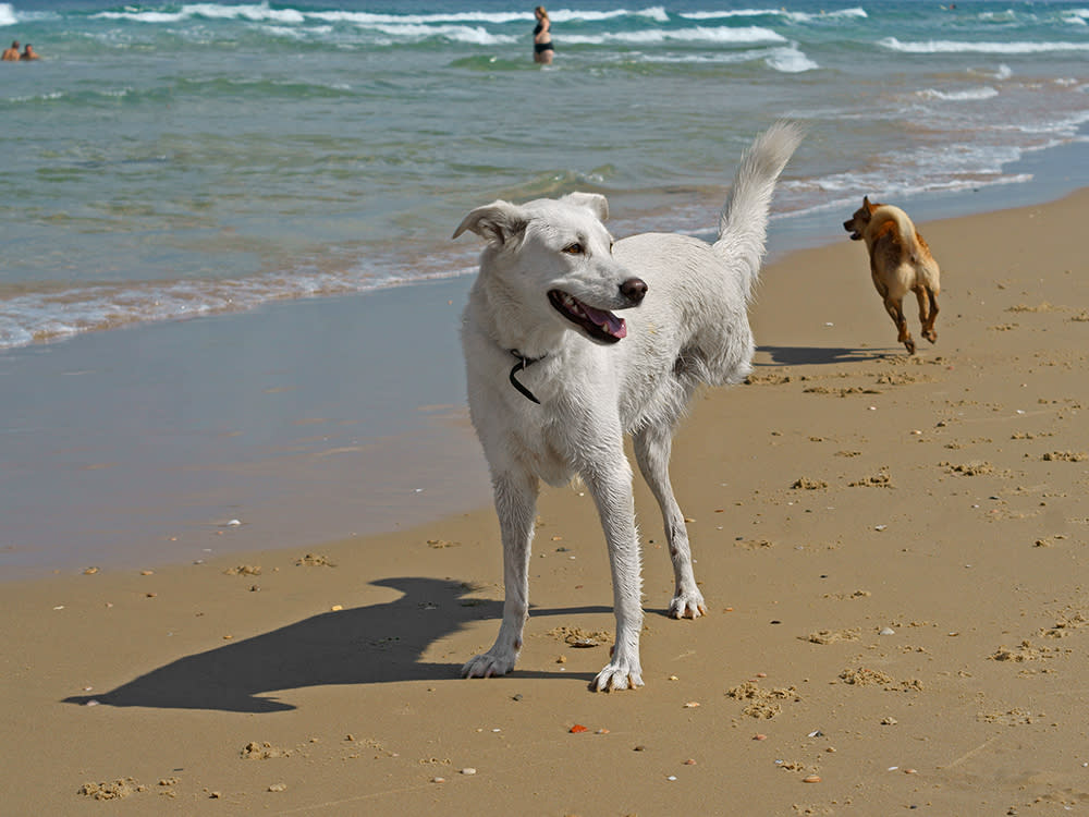 Three-legged white dog at the beach