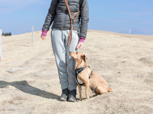 Dog wearing harness sitting in the sand outside next to her owner waiting for a training command