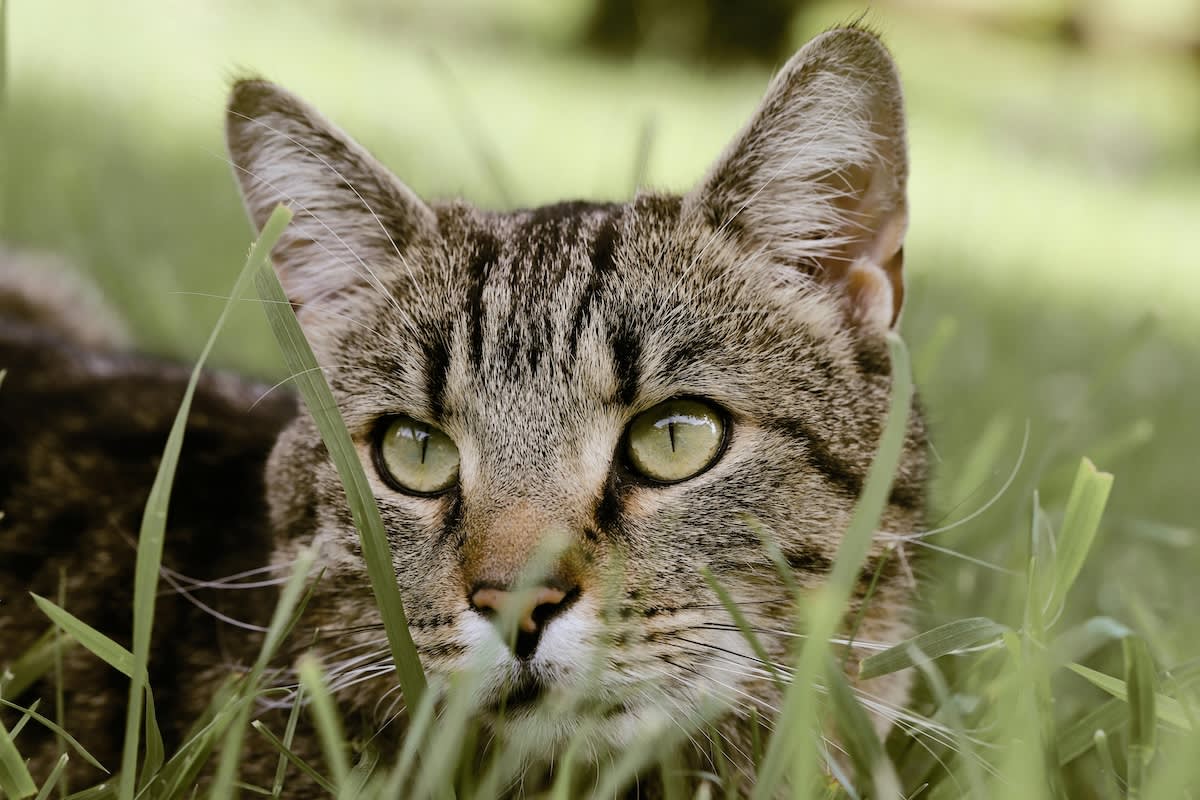 close up face of tabby cat in the grass