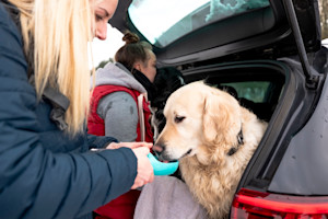 a picture of a golden retriever drinking out of a portable water bottle in the back of a car