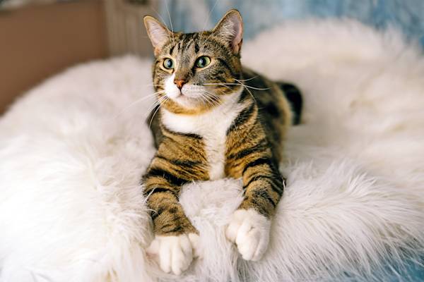 What Do Polydactyl Cats Do With Their Extra Toe? Learn About This Trait ...