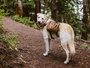 A happy lab wearing a backpack on a hiking trail.