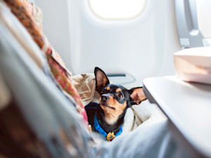 dog in passenger lap on a plane