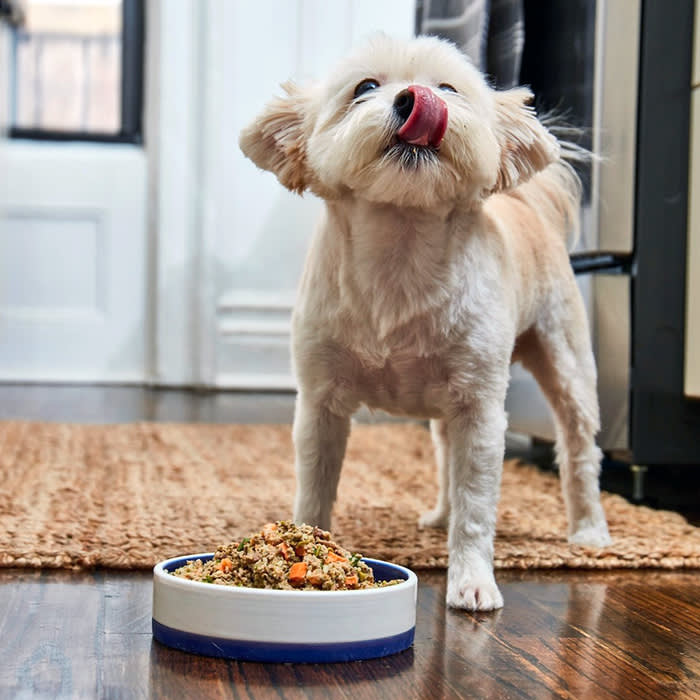 a small white dog above an Ollie meals bowl 