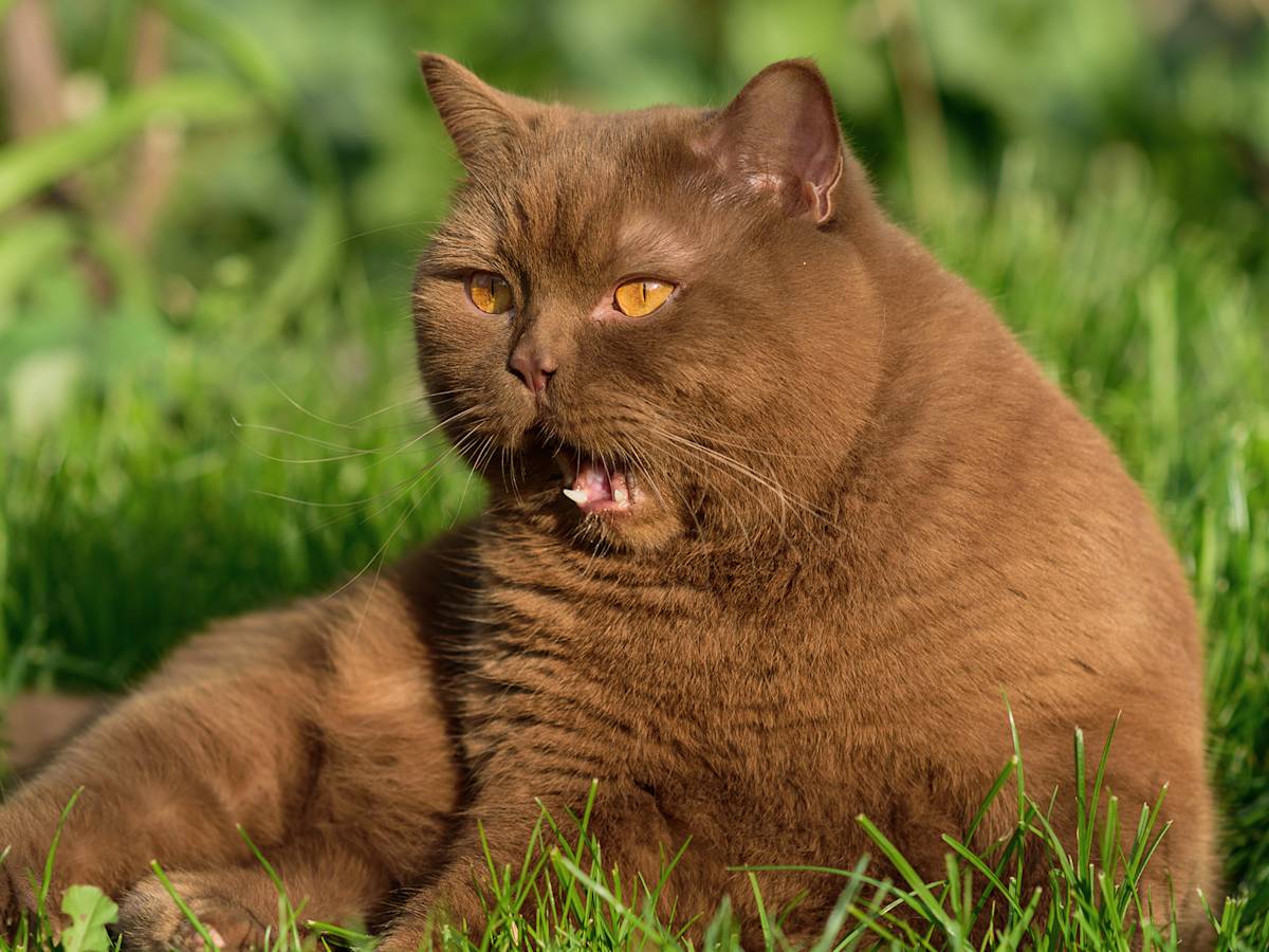 brown cat in grass