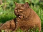 brown cat in grass