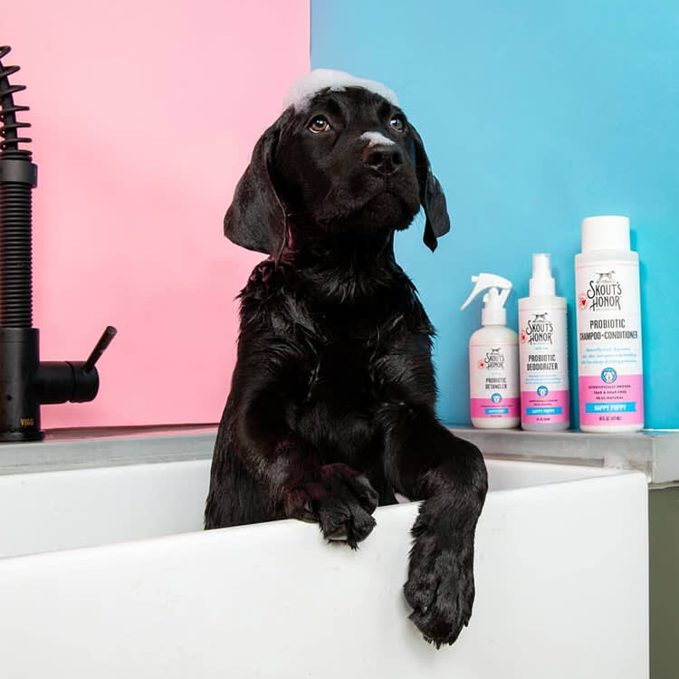 A black dog sitting in a sink with soap bubbles on his head posing with grooming products from the brand, "Skout's Honor."