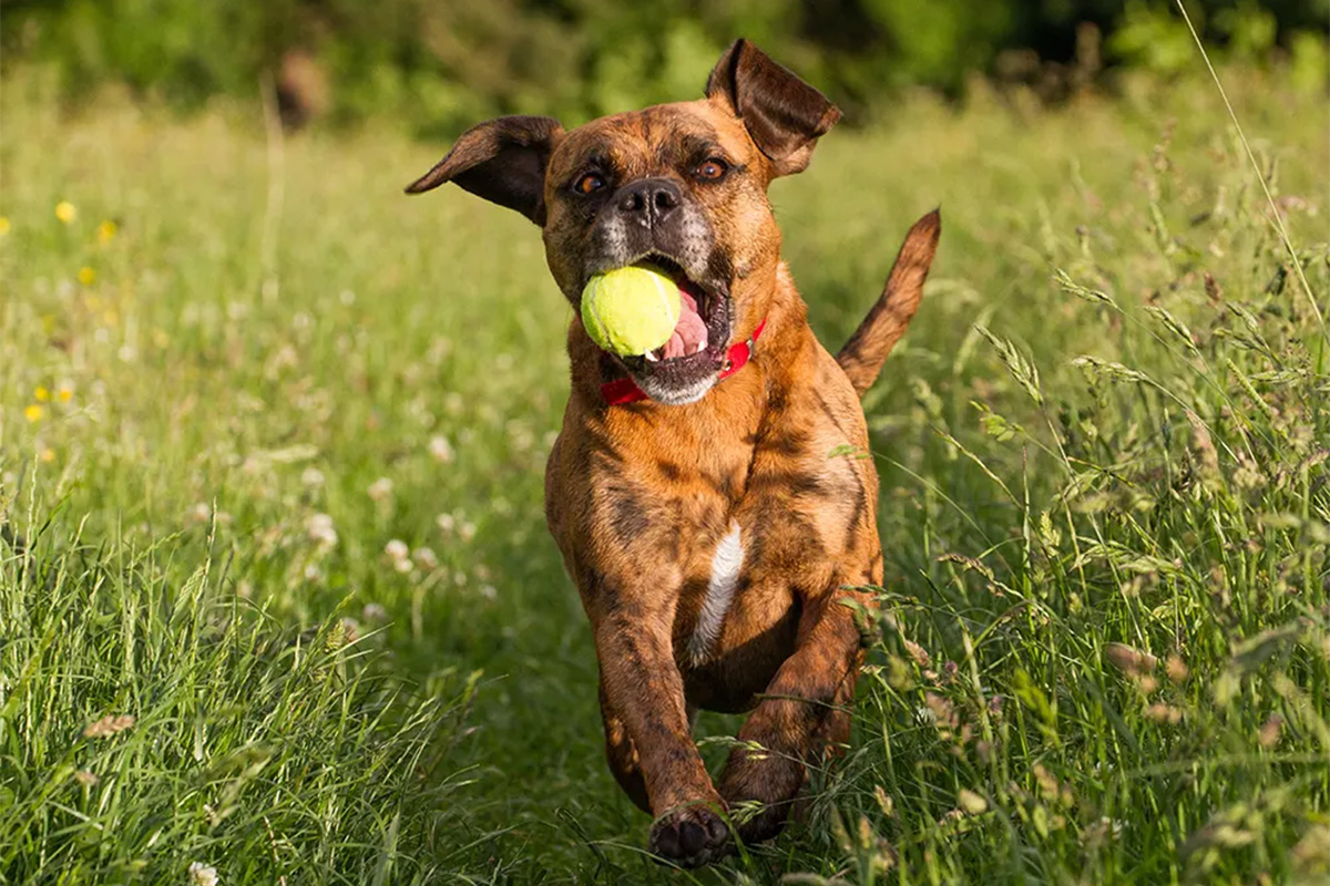 dog running with ball