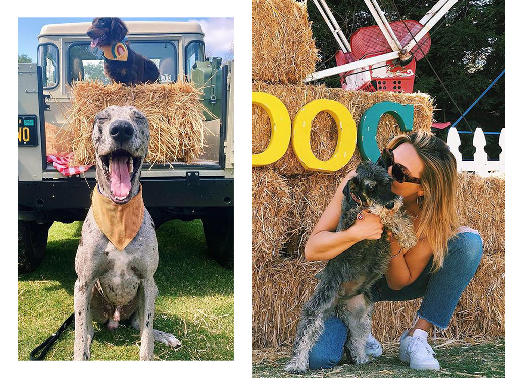 a dog in front of a barrel of hay; a person kissing a dog in front of hay