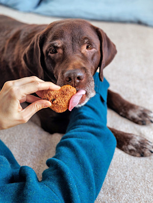 Dog getting a homemade treat in the shape of a heart at home.
