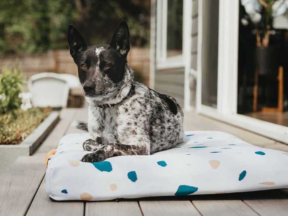 Abby space dog sales bed