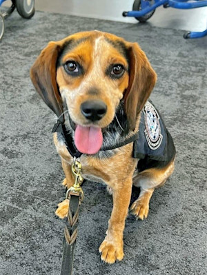 Freddie, the CBP beagle kicked at Dulles Airport, is returning to work.