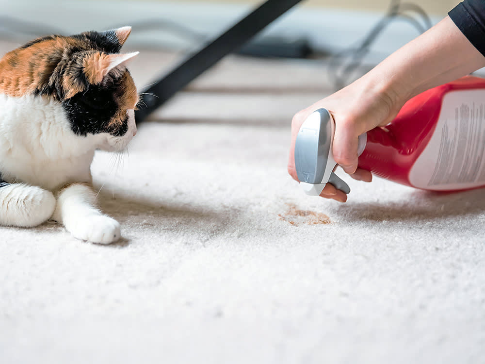 Someone cleaning their carpet with a cat watching nearby.