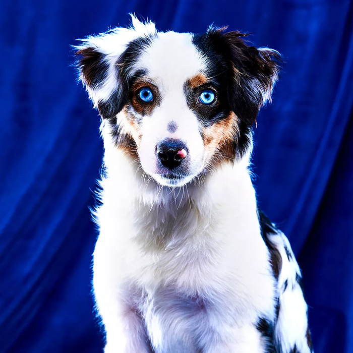 a black and white dog
