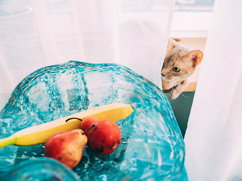 Cat behind a curtain attempting to get fruit in blue bowl