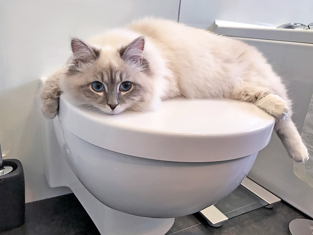 Cat lying on a toilet seat