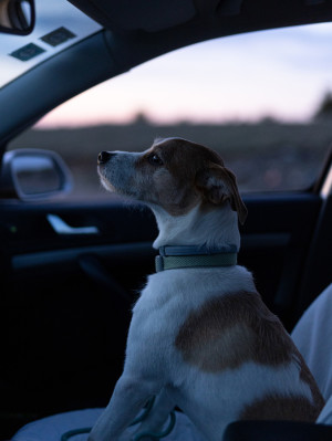 A dog sitting in car at drive in movie.