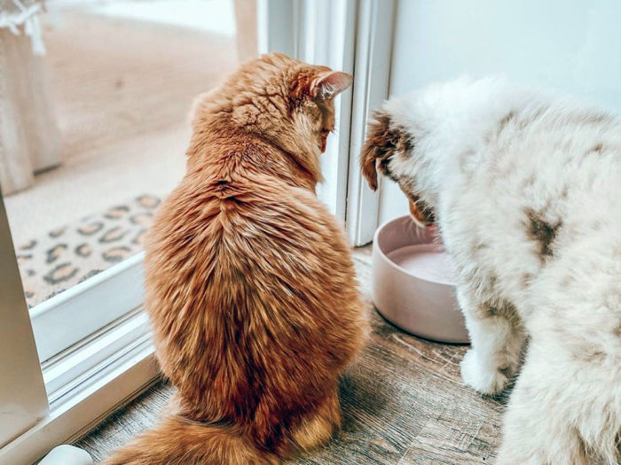 an orange cat and a white dog look down at a pink feeding bowl 