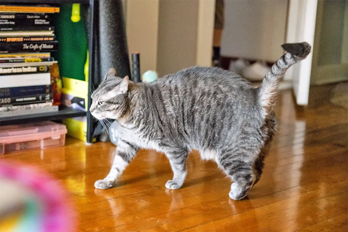 Cat running with zoomies