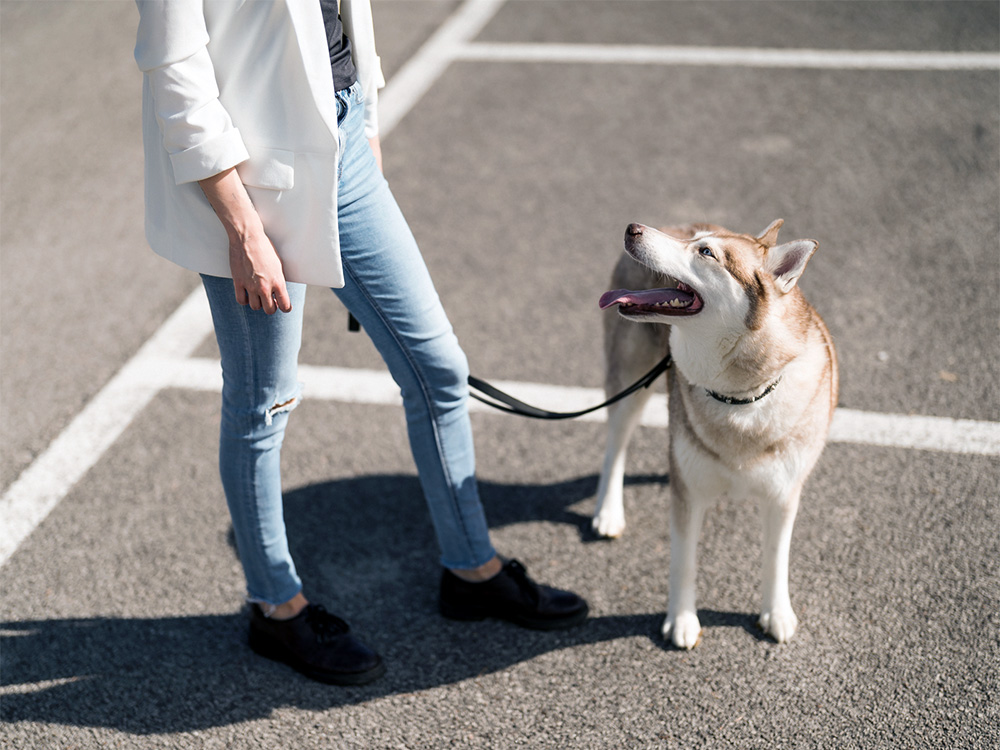 Husky on tarmac in warm weather