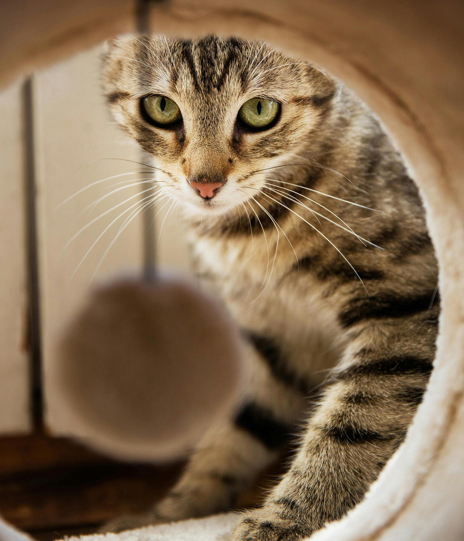 cat looking through the door of a cat house 